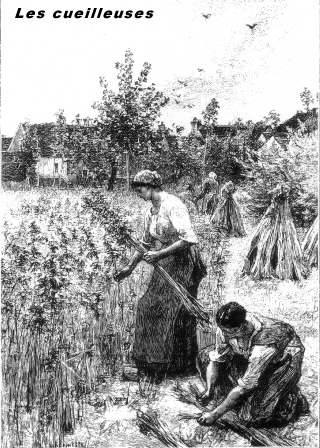 cueilleuses de chanvre