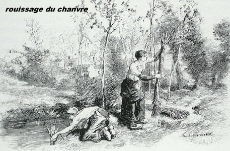 champ de chanvre